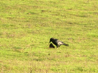 Raven Flipping Cowpatties