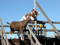 Goats Trained To Get Food