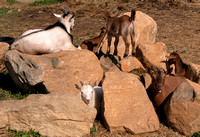 Goats Like To Climb