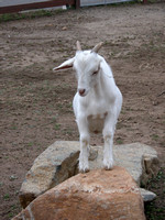 Young Goat Kid