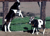Young Goats Play Fighting