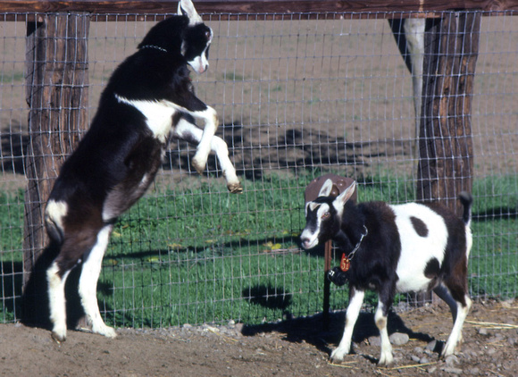 Young Goats Play Fighting
