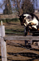 Goat Jumping Over Fence