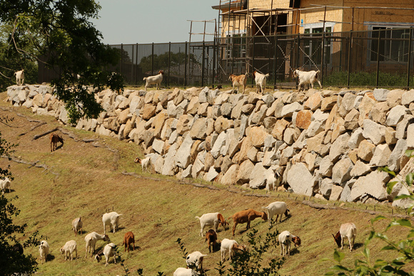 Domestic Goats Used For Fire Control In Urban Areas