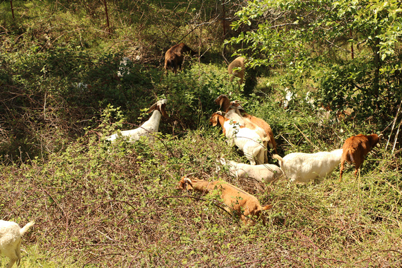 Domestic Goats Used For Fire/Brush Control