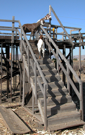 Goats Will Climb Stairs