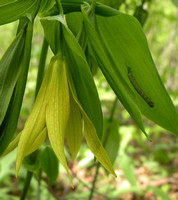 Bellwort, Large-flowered