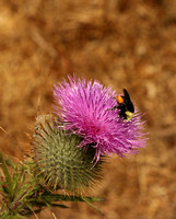 Common Or Bull Thistle