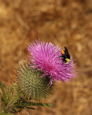 Common Or Bull Thistle