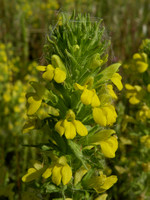 Glandweed, Yellow / Yellow Bartsia