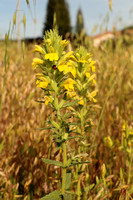 Yellow Glandweed Or Yellow Bartsia