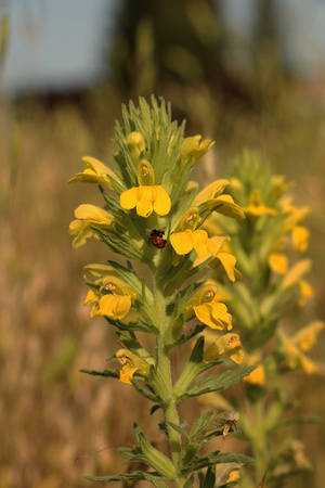 Yellow Glandweed Or Yellow Bartsia