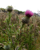 Common or Bull Thistle