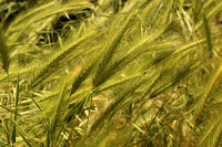 Foxtail Barley