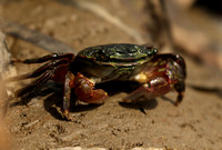 Crab In Marsh