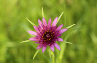 Purple Salsify or Oyster Plant