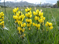 Yellow Lupine