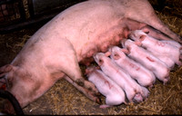 Sow Nursing Piglets