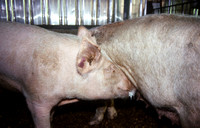 Pig Courtship