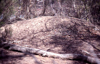 Mallee Fowl Nest Mound