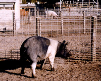 Domestic Sow Pig