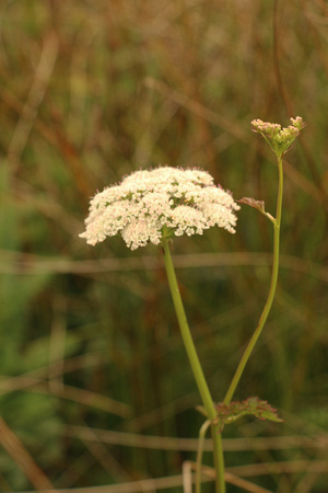 Wild Carrot Or Queen Anne's Lace
