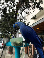 Hyacinth Macaw Parrot