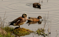 Pair Of American Widgeon Ducks