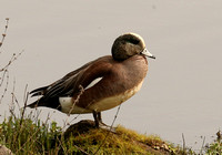 Male American Widgeon Duck