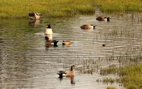American Widgeon Ducks Feeding