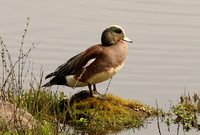Male American Widgeon Duck