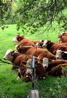 Hereford Cattle Resting