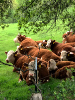 Hereford Cattle Resting