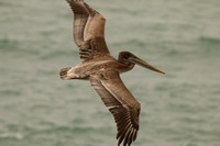 Pelican, Brown