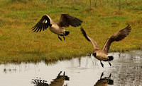 Pair Of Canada Geese
