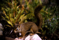 Squirrel, Red