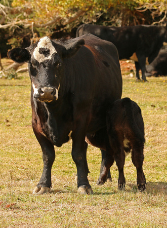 Crossbred Cow Nursing Calf