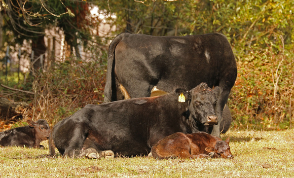 Cow With Calf