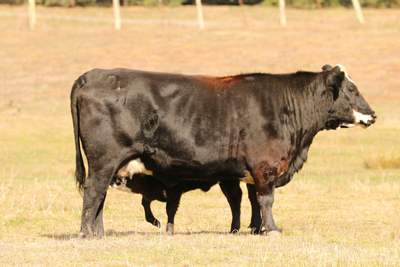 Crossbred Cow Nursing Calf