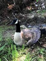 Canada Goose With Gosling Under Wing