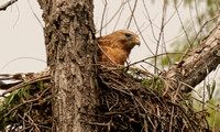Female Red-shouldered Hawk Standing On Nest