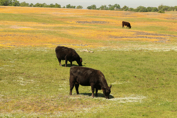 Angus Cows Grazing Among Spring Wildflowers