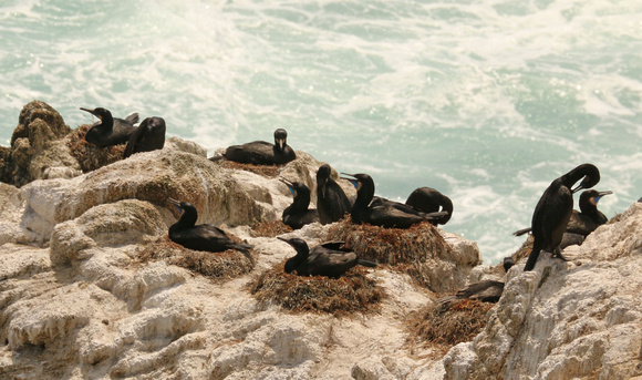 Nesting Brandt's Cormorants