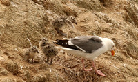 Western Gull With Chicks