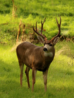 Deer, Blacktail