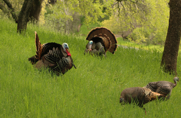 Wild Turkey Courtship