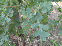 Valley Oak Leaves