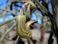 Pipevine or Dutchman's Pipe