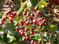 Toyon or Christmas Berries