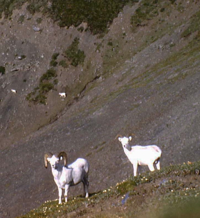 Dall Mountain Sheep